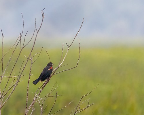 Red-winged Blackbird - ML477171831