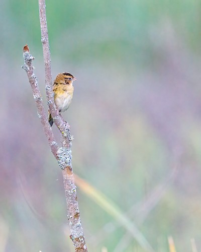 bobolink americký - ML477171971