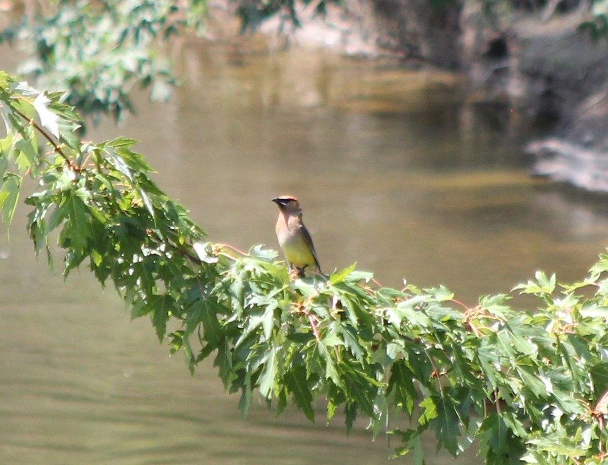 Cedar Waxwing - ML477172591