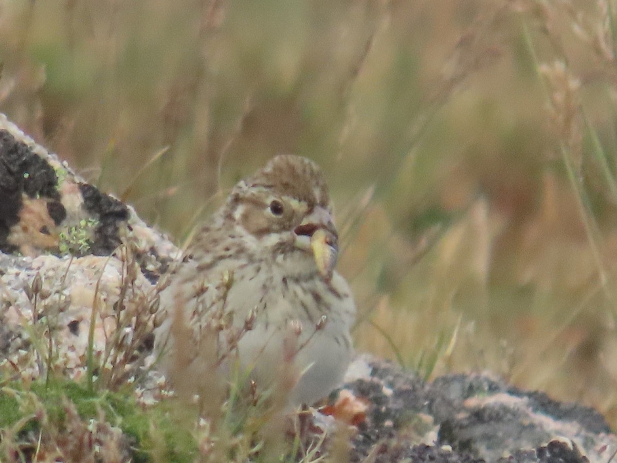 Lark Bunting - ML477174761