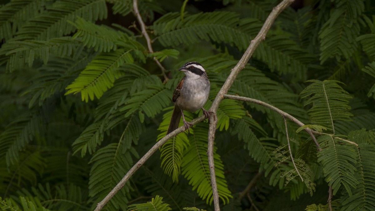 Stripe-headed Sparrow - Oveth Fuentes