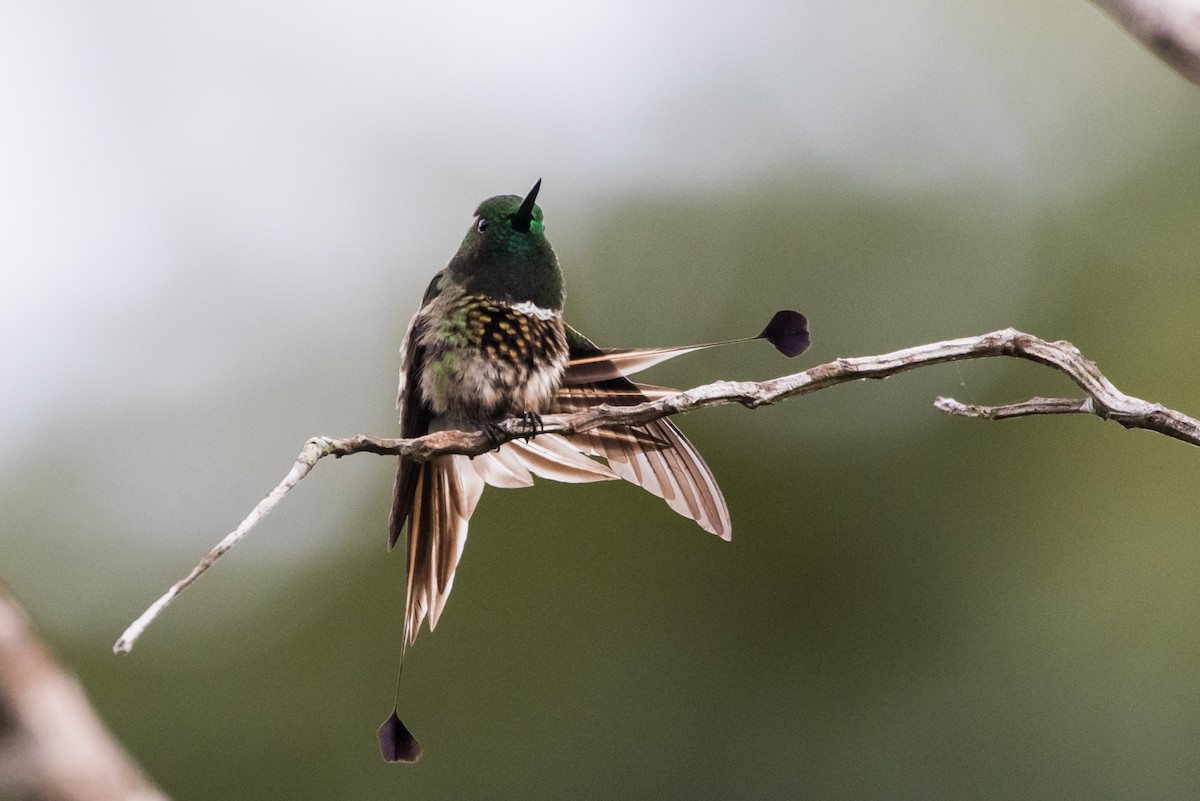 kolibřík pálkoocasý - ML477174881