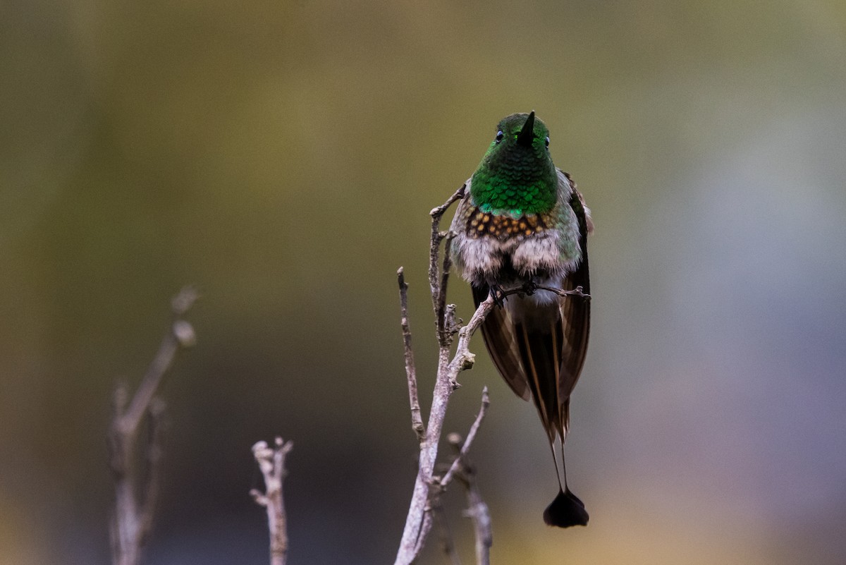 kolibřík pálkoocasý - ML477174911