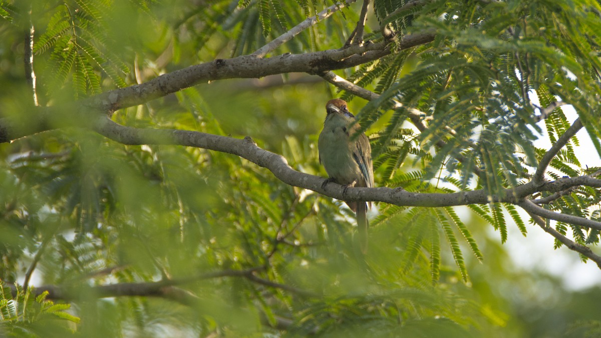 Motmot à tête rousse - ML477175111