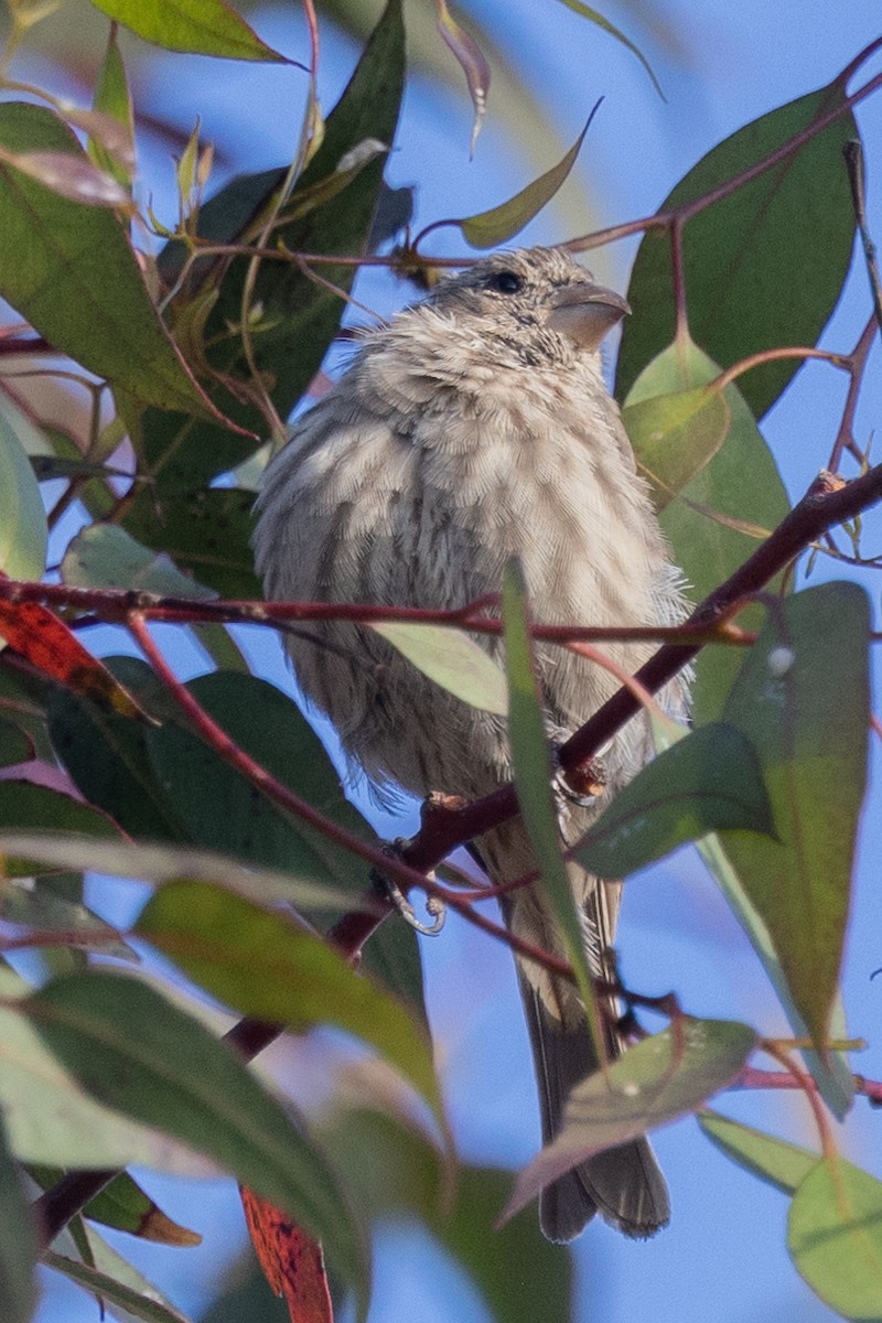 House Finch - ML477175221