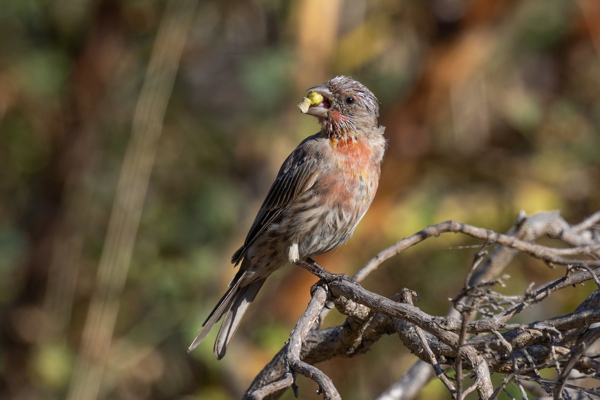 House Finch - ML477175241