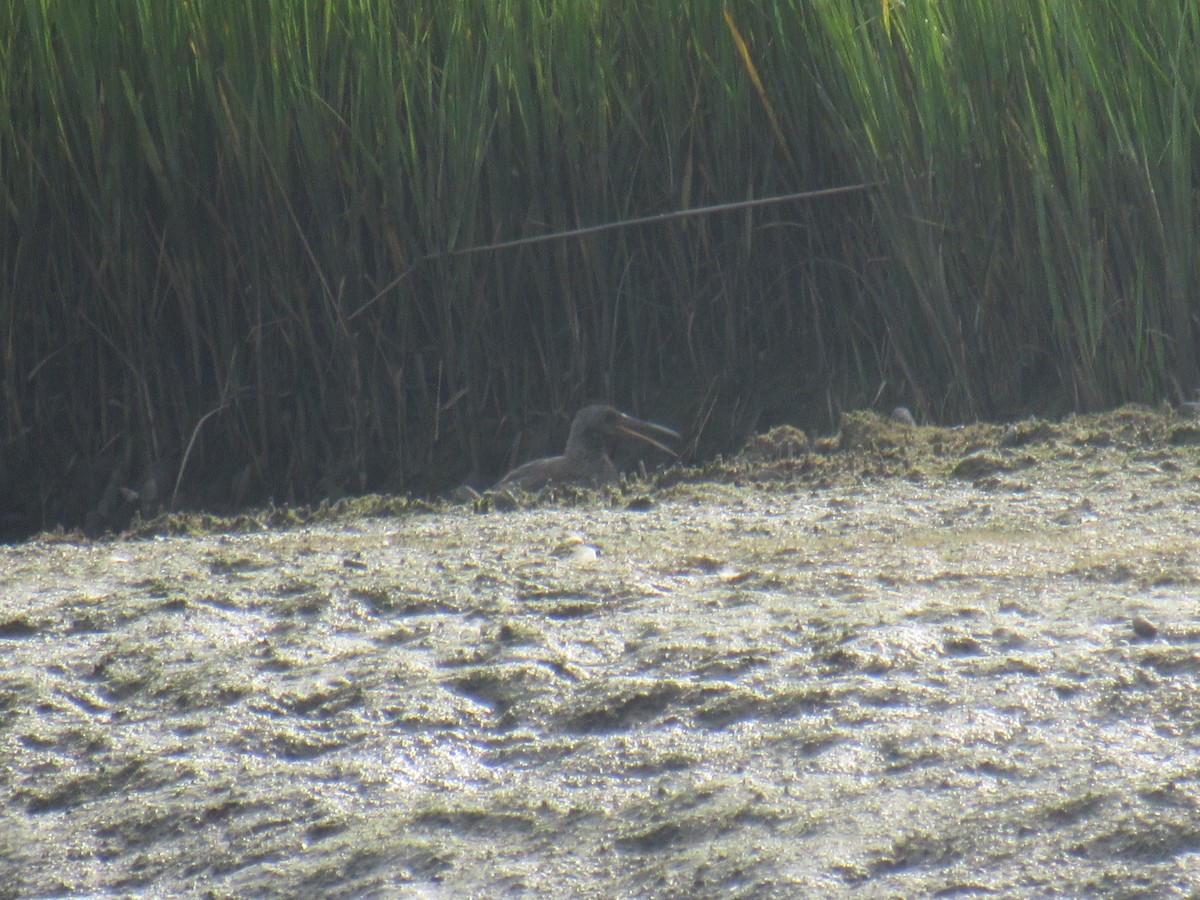 Clapper Rail - John Coyle