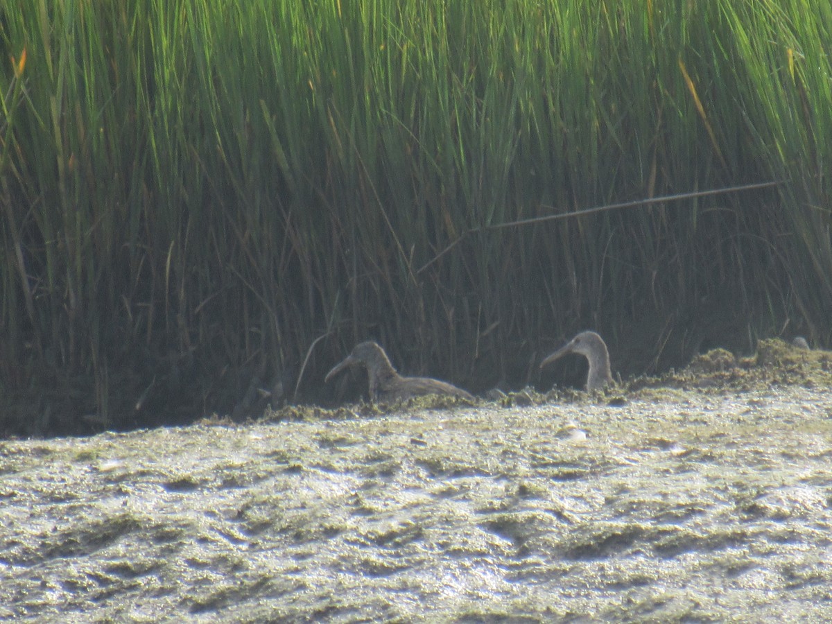 Clapper Rail - John Coyle