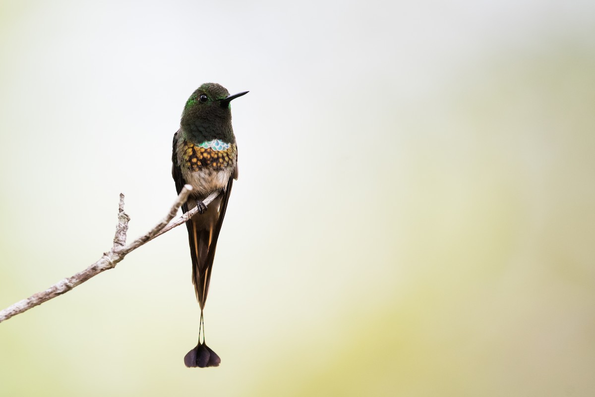 kolibřík pálkoocasý - ML477176001
