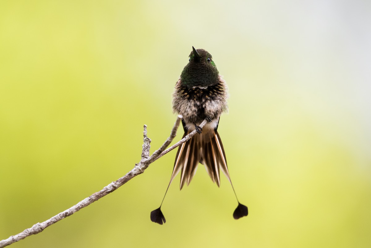 kolibřík pálkoocasý - ML477176111