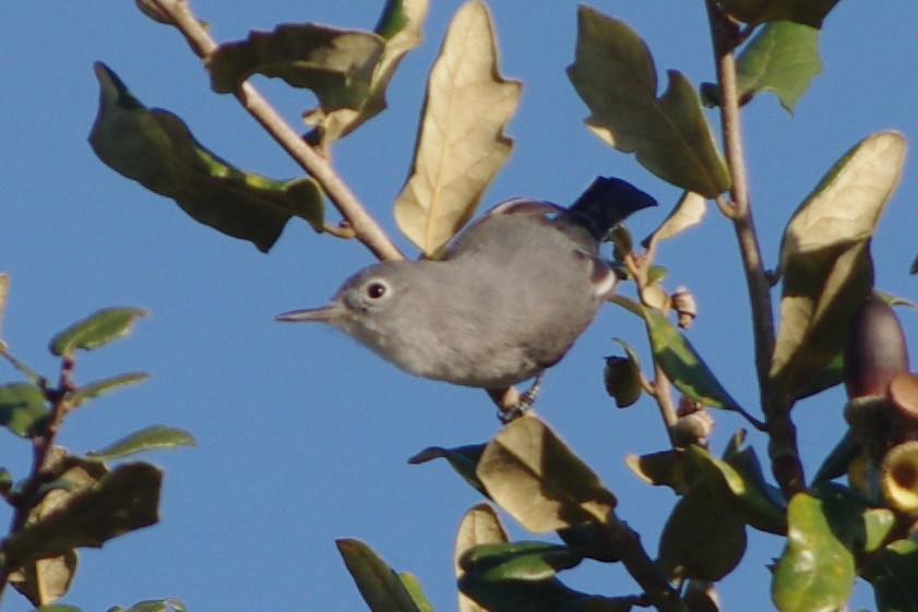 Blue-gray Gnatcatcher - ML47717651