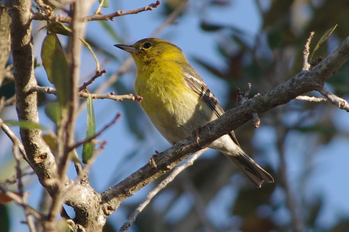 Pine Warbler - ML47717681