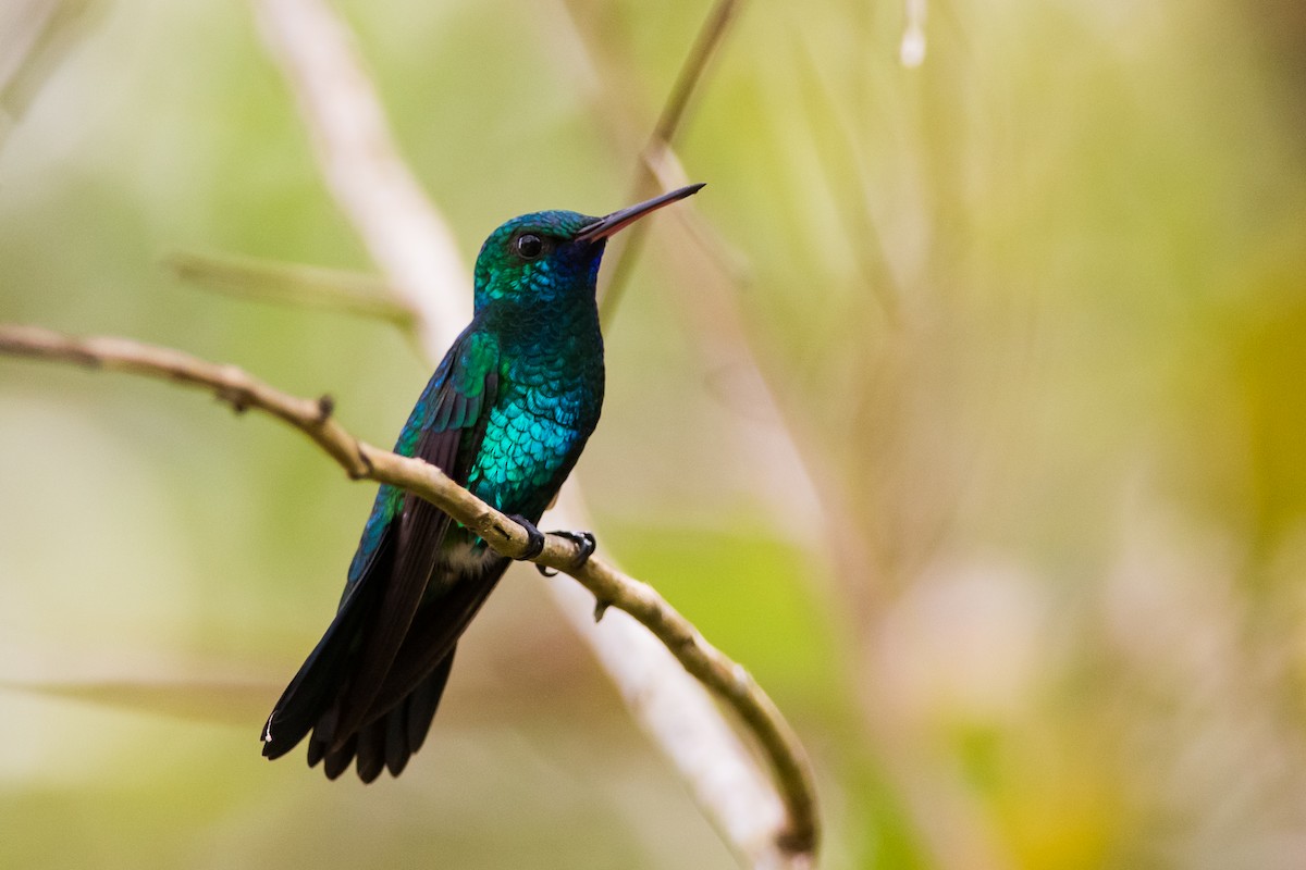 Blue-chinned Sapphire - Claudia Brasileiro