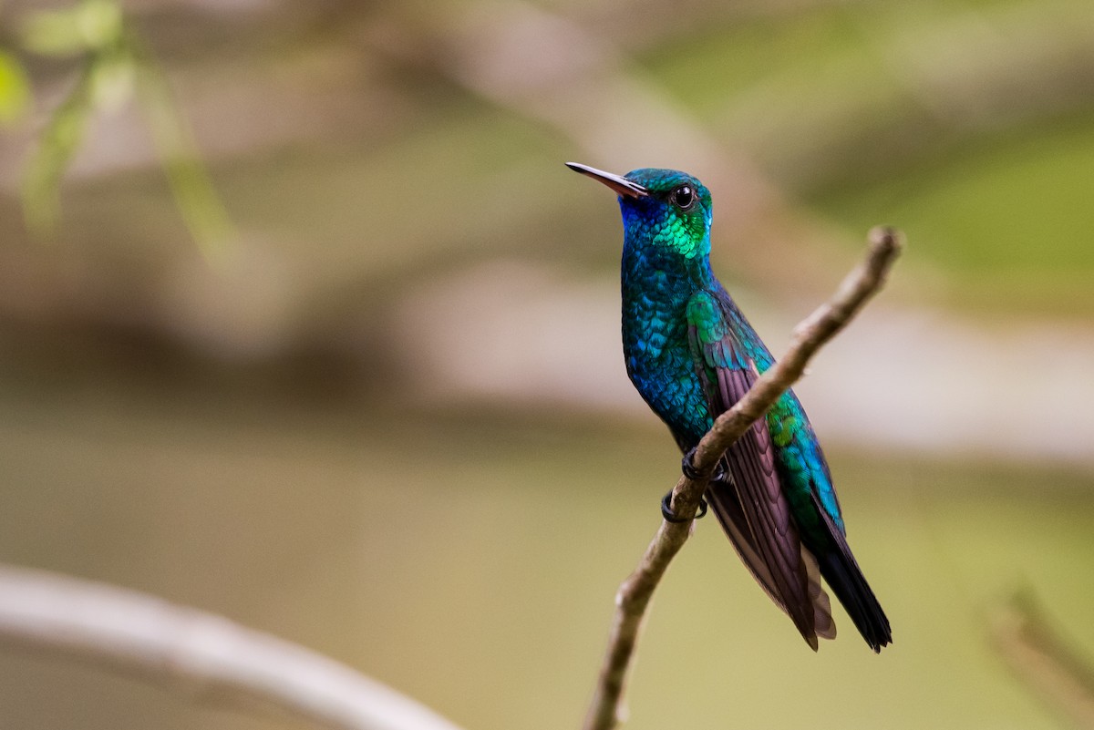 Blue-chinned Sapphire - Claudia Brasileiro