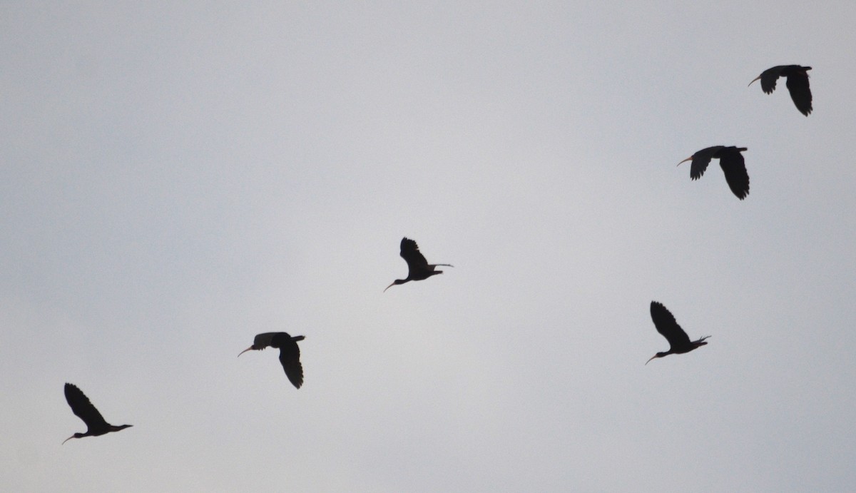 Bare-faced Ibis - Viviana Fuentes