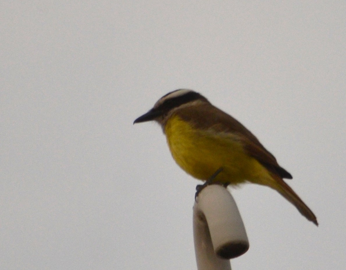 Great Kiskadee - ML477178181