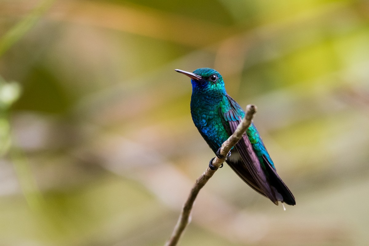 Blue-chinned Sapphire - Claudia Brasileiro