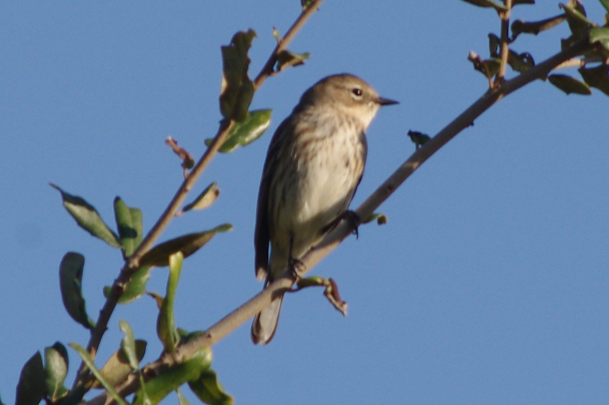Yellow-rumped Warbler - ML47717881