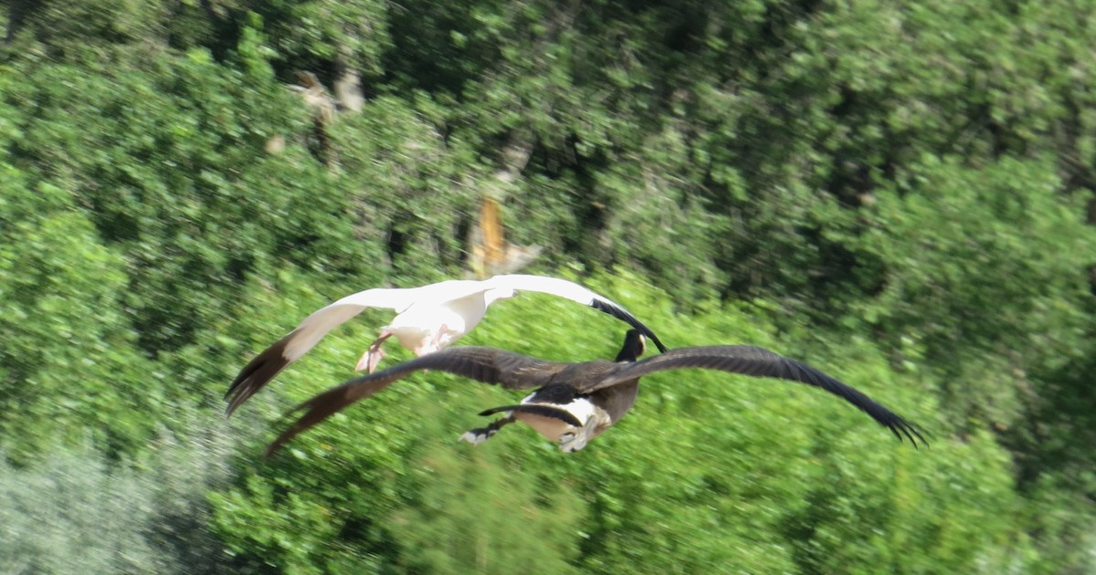 Snow Goose - ML477180321