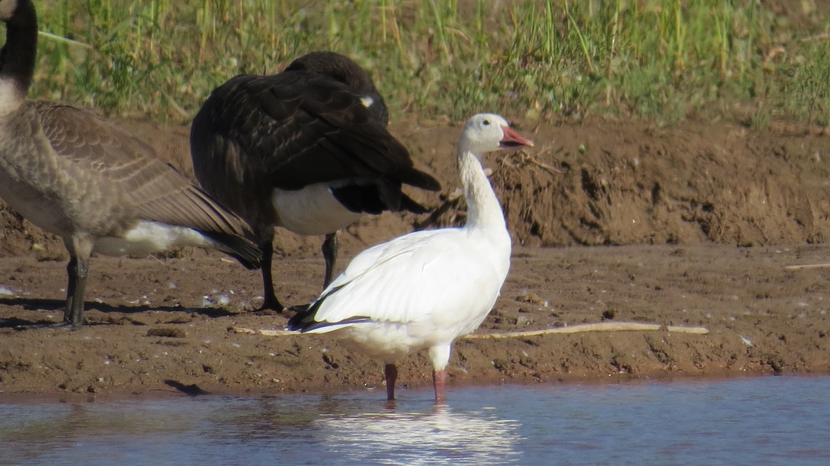 Snow Goose - ML477180691