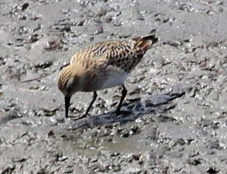 gulbrystsnipe - ML477181311