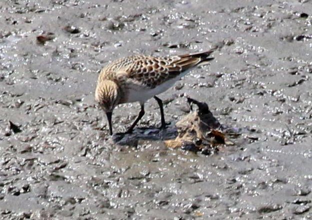 gulbrystsnipe - ML477181321