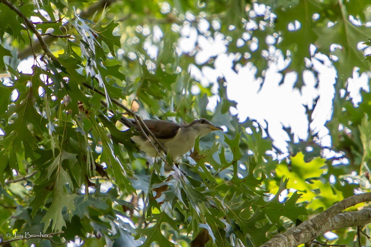 Yellow-billed Cuckoo - ML477182661