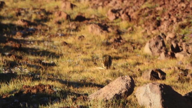 Abyssinian Longclaw - ML477184