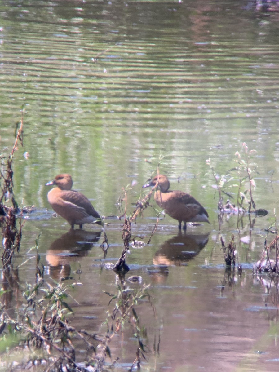 Fulvous Whistling-Duck - ML477184441