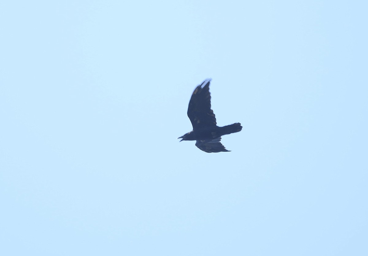Grand Corbeau - ML477184991