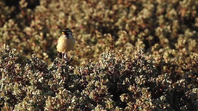 Abyssinian Longclaw - ML477185