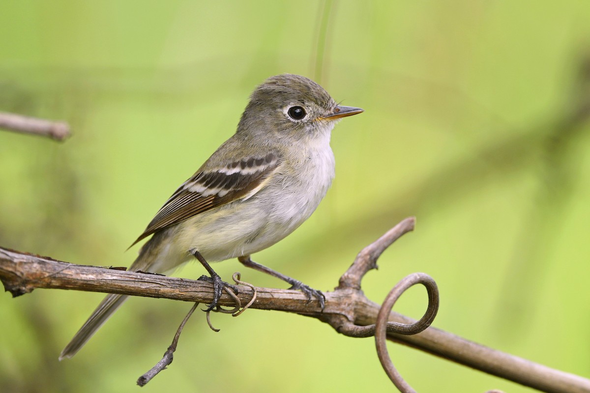 Least Flycatcher - ML477186301
