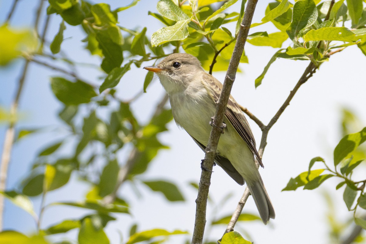 Willow Flycatcher - ML477186801