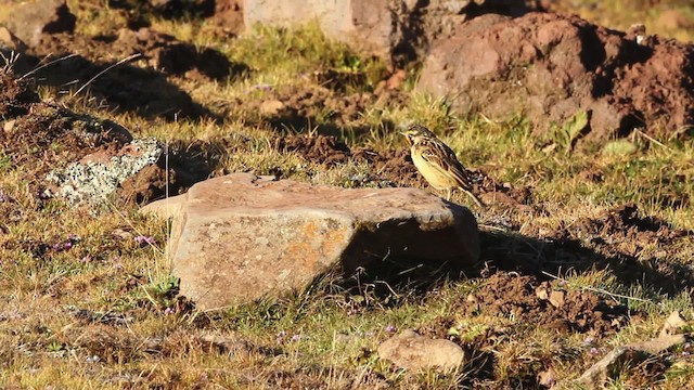 Abyssinian Longclaw - ML477187