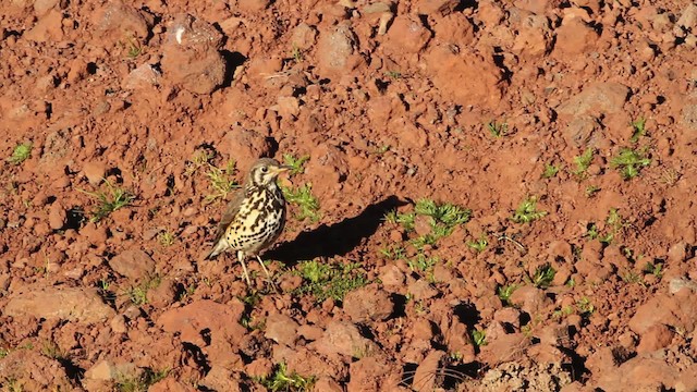 Ethiopian Thrush - ML477188