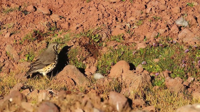 Zorzal Litsitsirupa (simensis) - ML477189