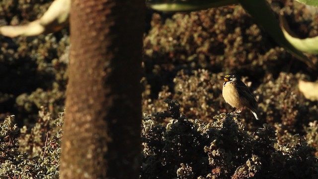 Abyssinian Longclaw - ML477190