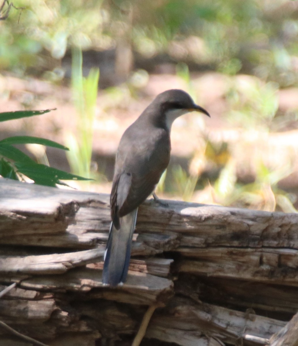 Yellow-billed Cuckoo - ML477190351