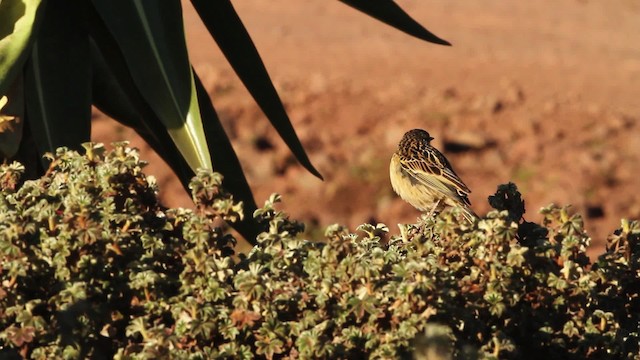 Abyssinian Longclaw - ML477191