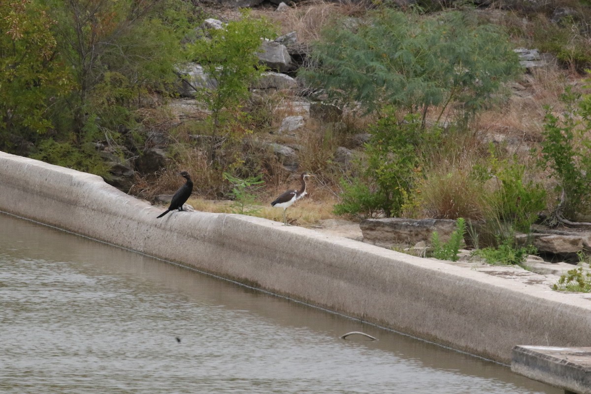 Tricolored Heron - ML477191301