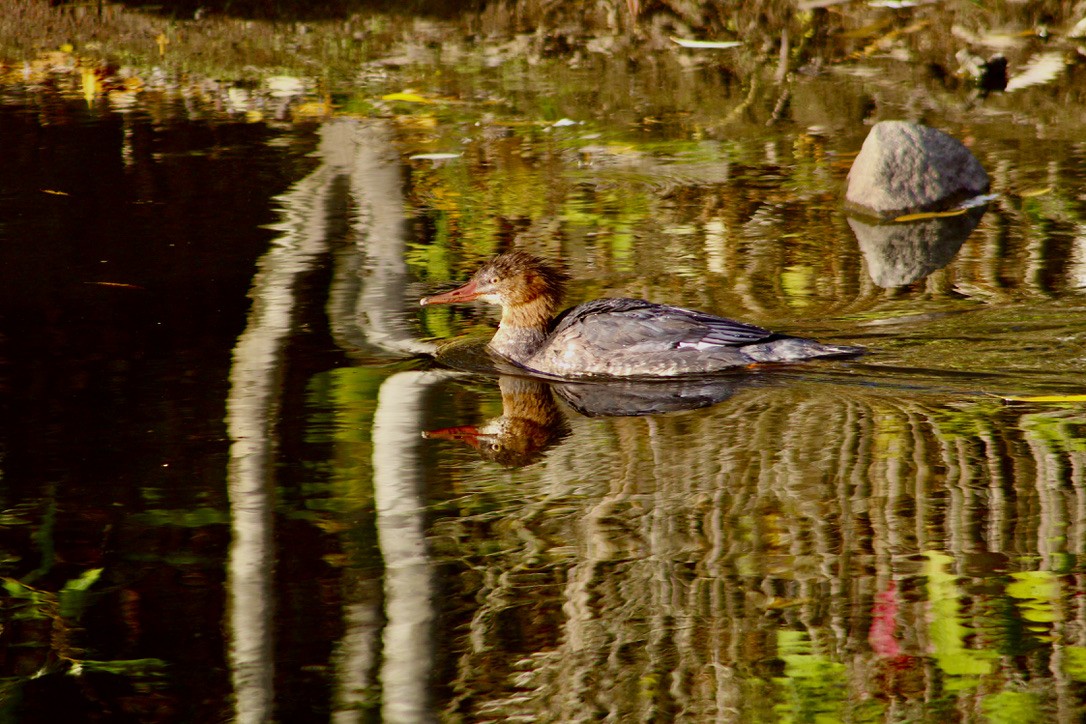 Common Merganser - ML477191831