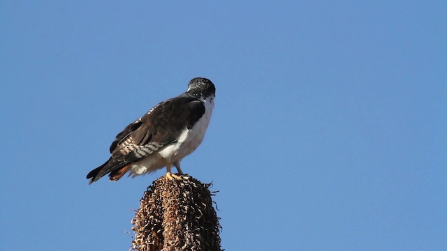 Augur Buzzard (Augur) - ML477192