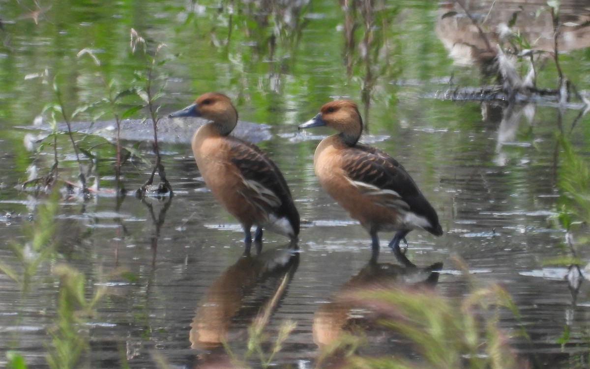 Fulvous Whistling-Duck - Nancy Hetrick