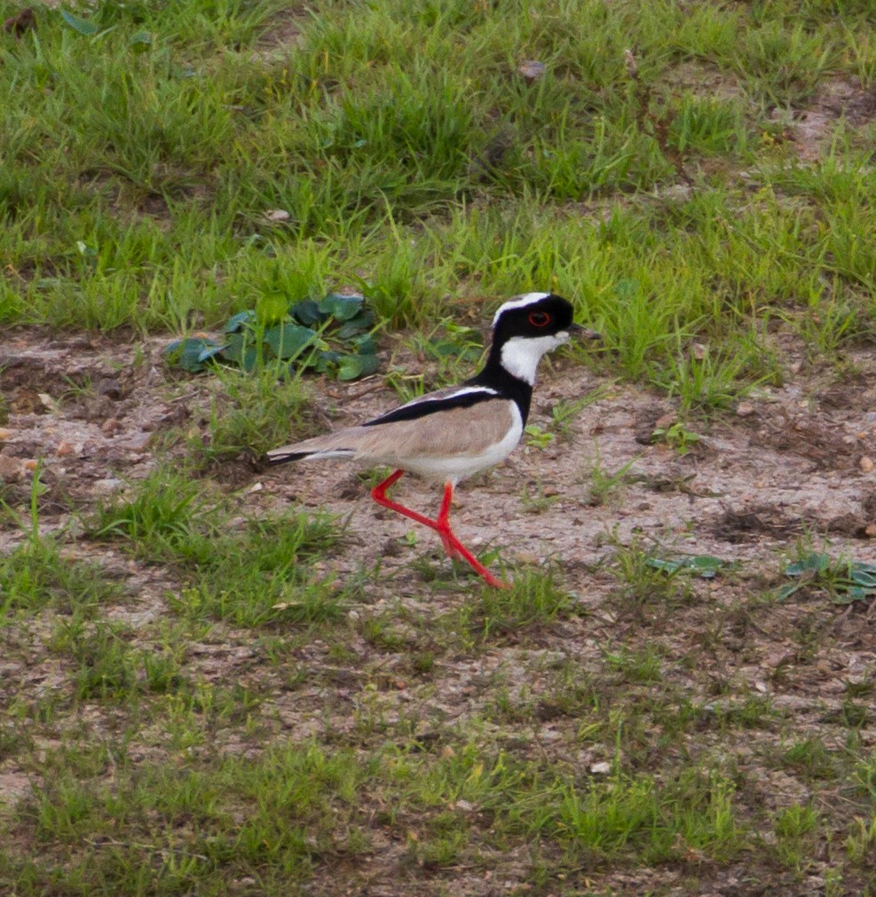 Pied Plover - Cullen Hanks