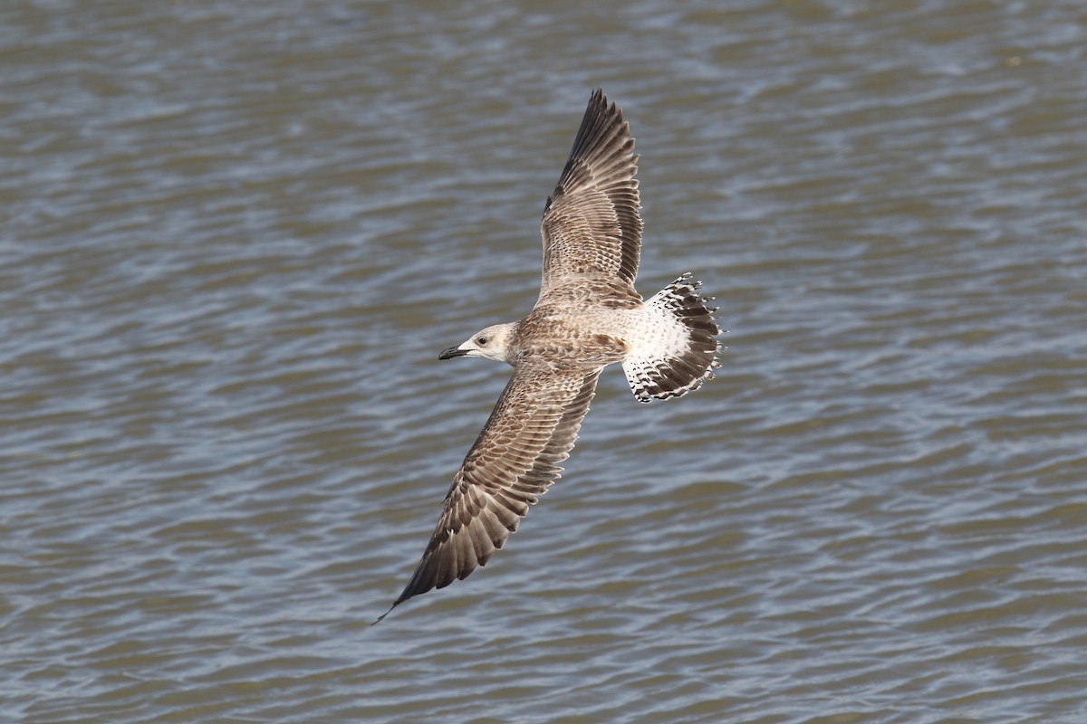 Yellow-legged Gull - ML477196181