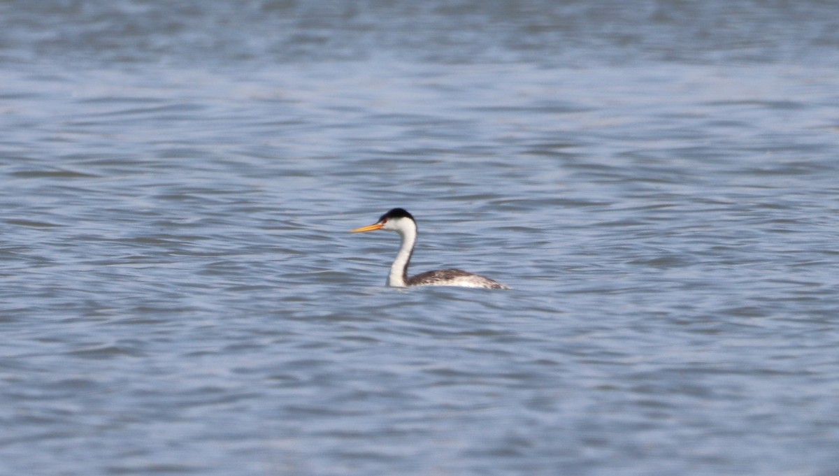 Clark's Grebe - ML477197101