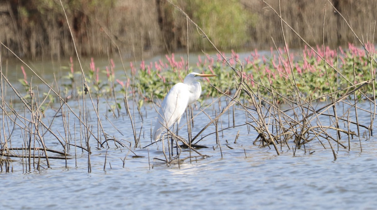 Great Egret - ML477197321