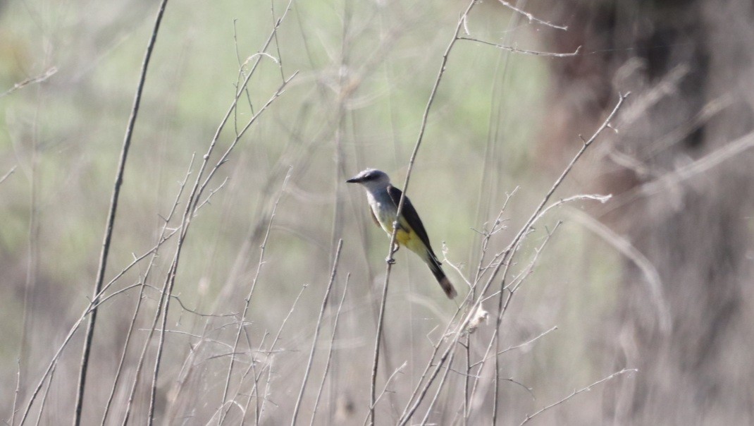 Western Kingbird - ML477197801