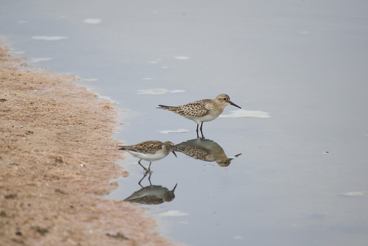 Baird's Sandpiper - ML477198391