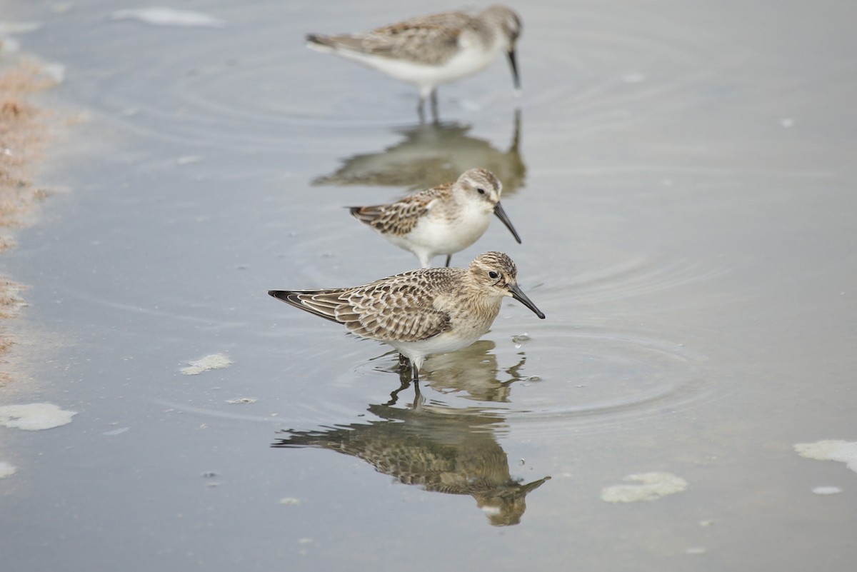 Baird's Sandpiper - ML477198421